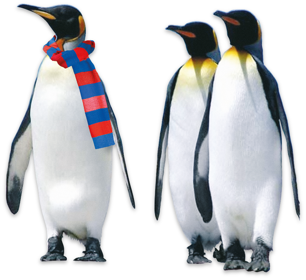 Luka Kälte Pinguine