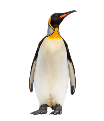 Luka Kälte Pinguine